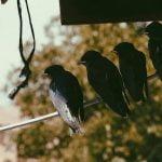 12 اعراض انفلونزا الطيور