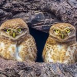 4 معلومات أساسية عن عالم الحيوان