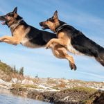 4 حقائق هامة عن كلاب جيرمن شيبرد