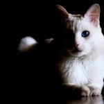 4 أنواع للقطط الشيرازي