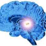 5 معلومات عن الغدة الصنوبرية
