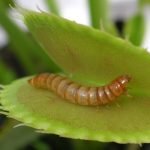 5 نباتات تصيد الحشرات .. ما هي؟