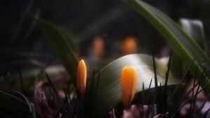 50 اغنية مميزة عام 2017