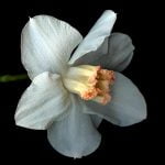 6 من افضل ما قال تميم البرغوثي