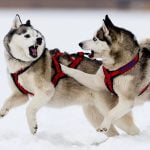 6 صفات للكلب الهاسكي الأصلي