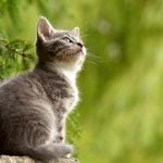 7 من أهم أعراض الحمل عند القطط