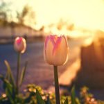7 فضائل لدعاء الصباح