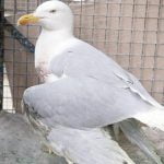 أكثر من 5 فوائد لاستخدام الثوم فى تربية الحمام