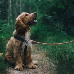 أهم 7 معلومات حول تدريب كلاب البيتبول