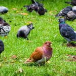 18 معلومة عن الحمام الزاجل