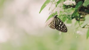 أهم 4 معلومات عن نظرية تأثير الفراشة الغريبة