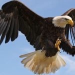 5 من فصائل وأسماء الطيور الجارحة