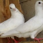 8 معلومات على الحمام الهزاز