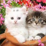 أفضل 7 أنواع من القطط المنزلية