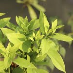 11 من أهم الأضرار التي يسببها نبات الكافور