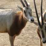 المها العربي ودوره في الثقافة العربية