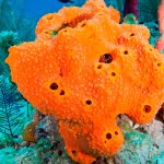 الاسفنجيات لها أهمية كبيرة في حياتنا .. 13 حقيقة علمية عن الإسفنجيات