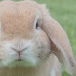 3 أفكار مهمة عن الرفق بالحيوان