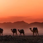 3 من أهم مظاهر الحياة العقلية في العصر الجاهلي