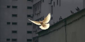 3 من أهم الأفكار حول السلم