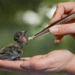 الرفق بالحيوان.. أهم 10 حقوق للحيوان بالإسلام