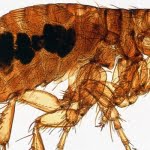 المفصليات انواعها وخصائصها العامة