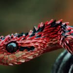 تعرف على اكثر من حالة لتفسير حلم الثعبان