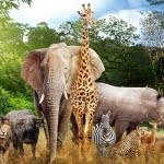 أهم 15 معلومة عن خصائص الحيوانات وأنواعها