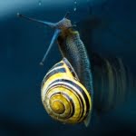 10 من أهم خصائص الرخويات