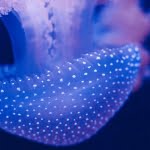 3 من أهم الخصائص المميزة لللاسعات