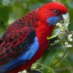 4 نصائح هامة لتربية العصافير الأسترالي .. تعرف عليها