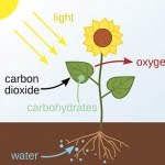 4 معلومات عن عملية البناء الضوئي.. أهم عملية حيوية على كوكب الأرض