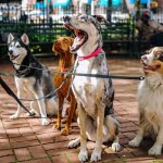 4 من أهم أنواع الكلاب وأسعارها