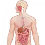 5 معلومات هامة عن الجهاز الهضمي .. أهم أجهزة الإنسان الحيوية