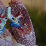 5 معلومات علمية مهمة عن الجهاز التنفسي