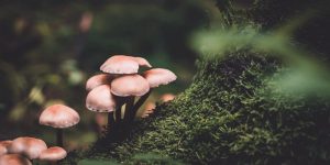 5 معلومات عن الفطريات .. أنواعها .. فوائدها .. أضرارها