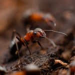 6 من تفسيرات رؤية الصراصير والحشرات في المنام