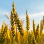 6 من أهم فوائد وأضرار جنين القمح