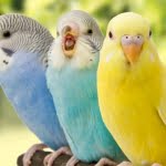 6 من أهم خصائص الطيور .. مملكة لها قوانينها الخاصة