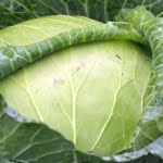 7 خطوات مهمة لطريقة عمل محشي الكرنب في شهر رمضان