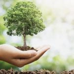 ما هي فوائد الشجرة؟ 4 أمور نحتاجها دائماً من الشجرة ما هي؟