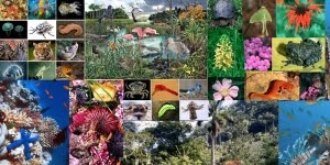 ما هو التنوع الحيوي؟ وما أهميته؟ وكيف نحافظ عليه؟