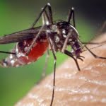 ما هي مكونات جسم البعوضة وكيف تمتص الدم؟ تعرف على 5 طرق لمكافحته