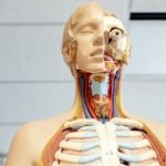 5 من أهم أجزاء الجهاز التنفسي