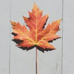 12 من أهم صفات مواليد شهر 11