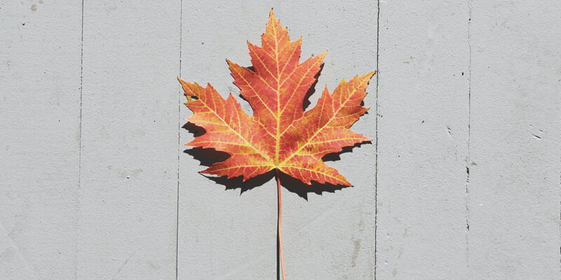 12 من أهم صفات مواليد شهر 11