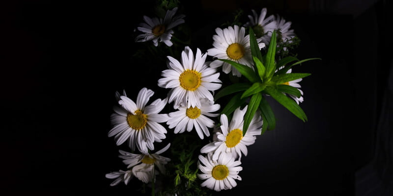 20 من أهم فوائد زهرة البابونج