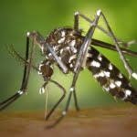 3 من الطرق المختلفة للتخلص من الناموس