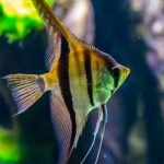 3 معلومات توضح ما هو تفسير أكل السمك في المنام