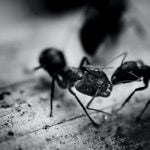 3 من تفسير رؤية النمل في المنام